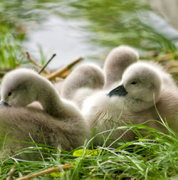 Swan in a water