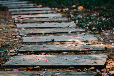 High angle view of fallen leaves on footpath