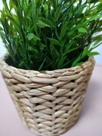 Close-up of potted plant in basket