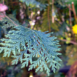 Close-up of leaves on plant