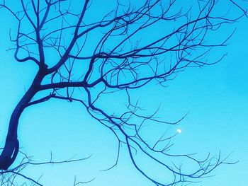 Low angle view of bare trees against clear blue sky