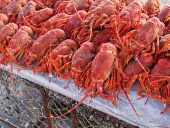 High angle view of fresh crayfish or lobster on table outdoors, lambert's bay, south africa