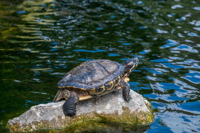 View of a turtle swimming in lake