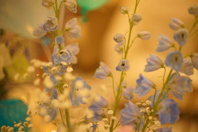 Close-up of yellow flowering plant