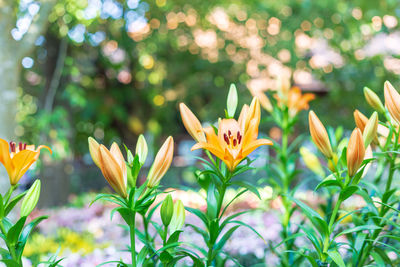 Close-up of yellow flowering plant