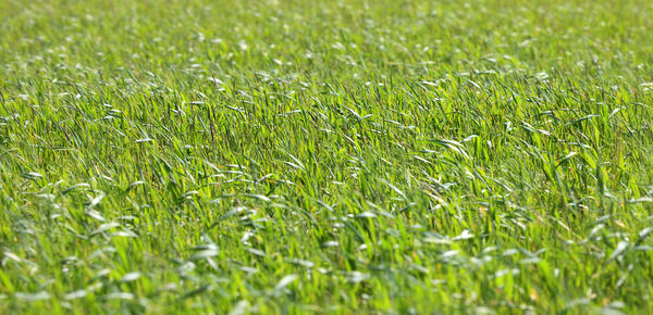 Full frame shot of fresh green field