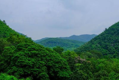 Scenic view of forest against sky