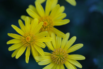 Close-up of yellow flowers