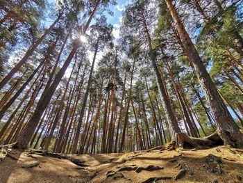 Low angle view of trees in forest against sky