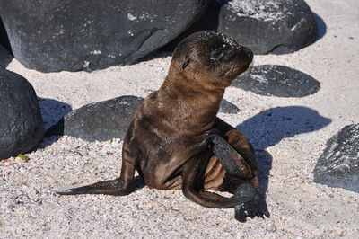 High angle view of dog on rock