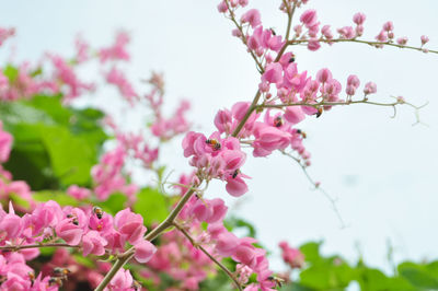 Close-up of pink cherry blossom