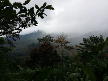 Trees and plants growing on land against sky