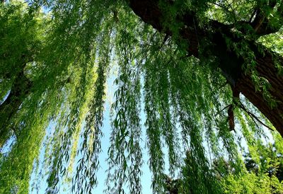 Low angle view of bamboo trees in forest