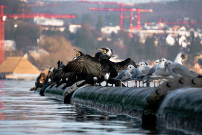 Birds on a lake