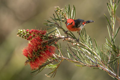 Close-up of red bird perching on branch