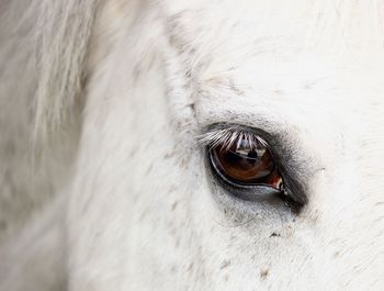 Close-up of a horse eye