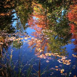 Reflection of trees in lake
