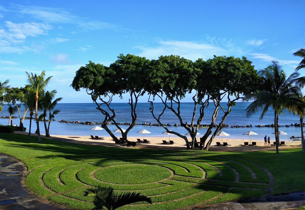 Beach, sea, seascape, tree