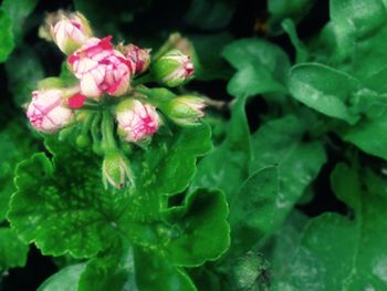 Close-up of pink flowers