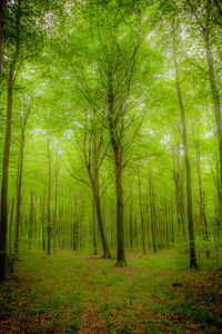 View of trees in forest