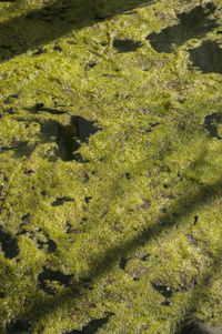 High angle view of turtle in water