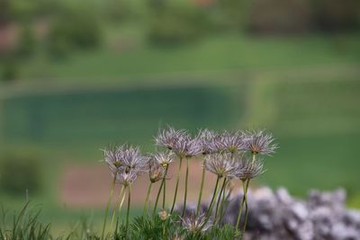 Close-up of wilted flower on field