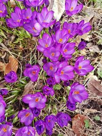 Close-up of purple flowers