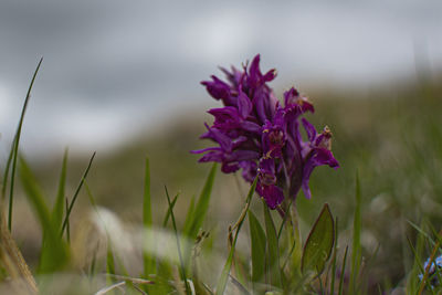 Close-up of purple crocus flowers on field