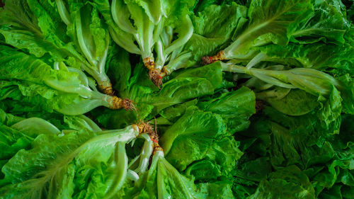 Full frame shot of fresh green leaf