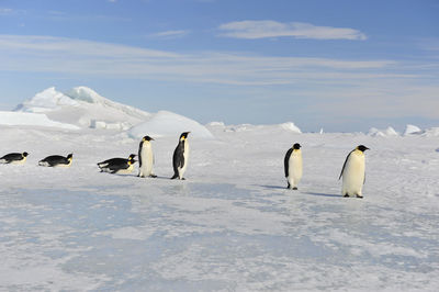 View of birds on snow covered landscape