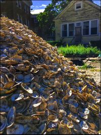 Flock of lizard on built structure