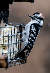 A woodpecker on the suet feeder