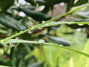 Close-up of water drops on blade of plant