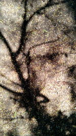 High angle view of shadow on tree