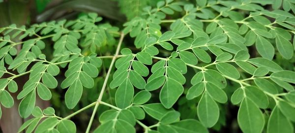 Close-up of fresh green moringa leaves