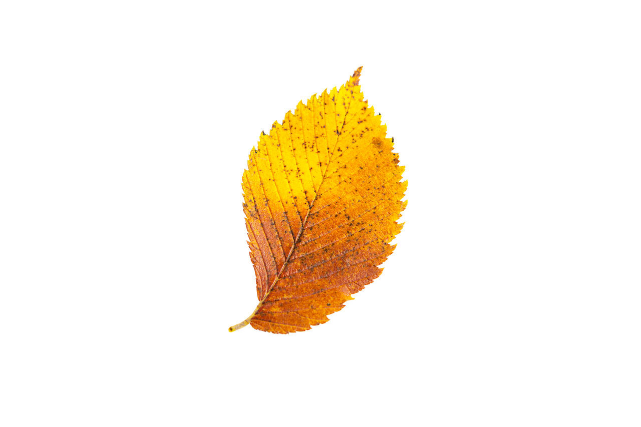 CLOSE-UP OF YELLOW MAPLE LEAVES ON WHITE BACKGROUND