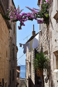 Potted plant hanging on alley amidst buildings in city