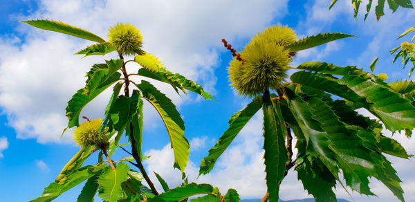 Low angle view of flowering plant against sky