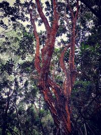 Low angle view of tree in forest