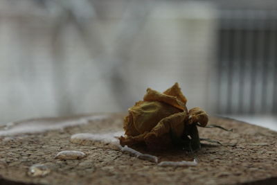 Close-up of wilted rose on table
