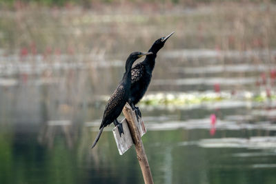 Bird perching on wooden post