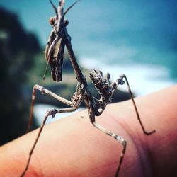 Close-up of insect on finger