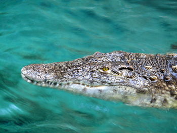 High angle view of crocodile in river