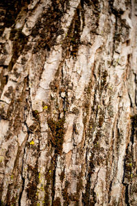 Full frame shot of tree trunk