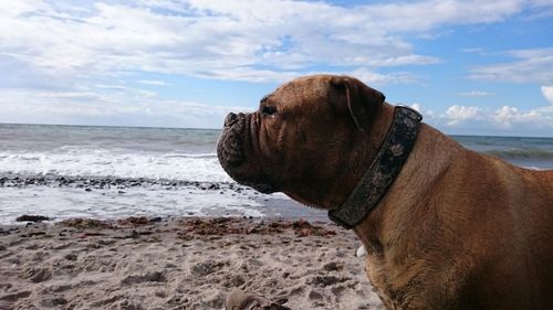 Dog on beach