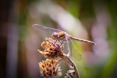 Close-up of dragonfly on dry flower 