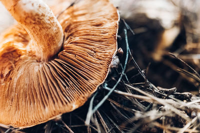 Close-up of dried mushroom growing on field