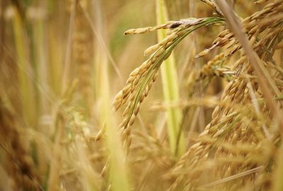 Close-up of stalks in field