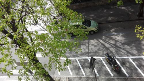 Plants growing on tree