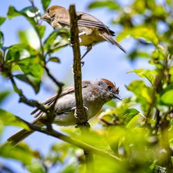 Bird perching on a plant